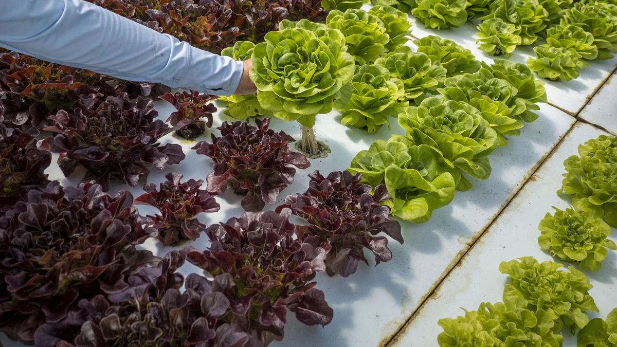 Jasa Pembuatan Greenhouse Melon Hidroponik: Standar Konstruksi & Estimasi Biaya