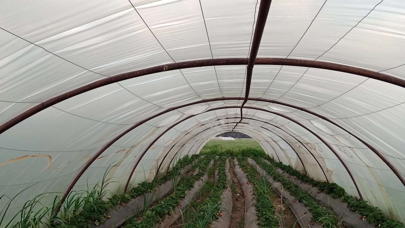 Konstruksi Tunnel Garam Prisma Pesisir