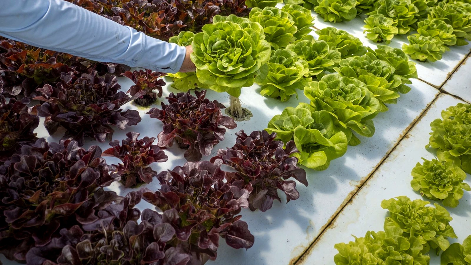 Grosir Plastik UV Paranet dan Perlengkapan Greenhouse Agrokomplek Cemerlang