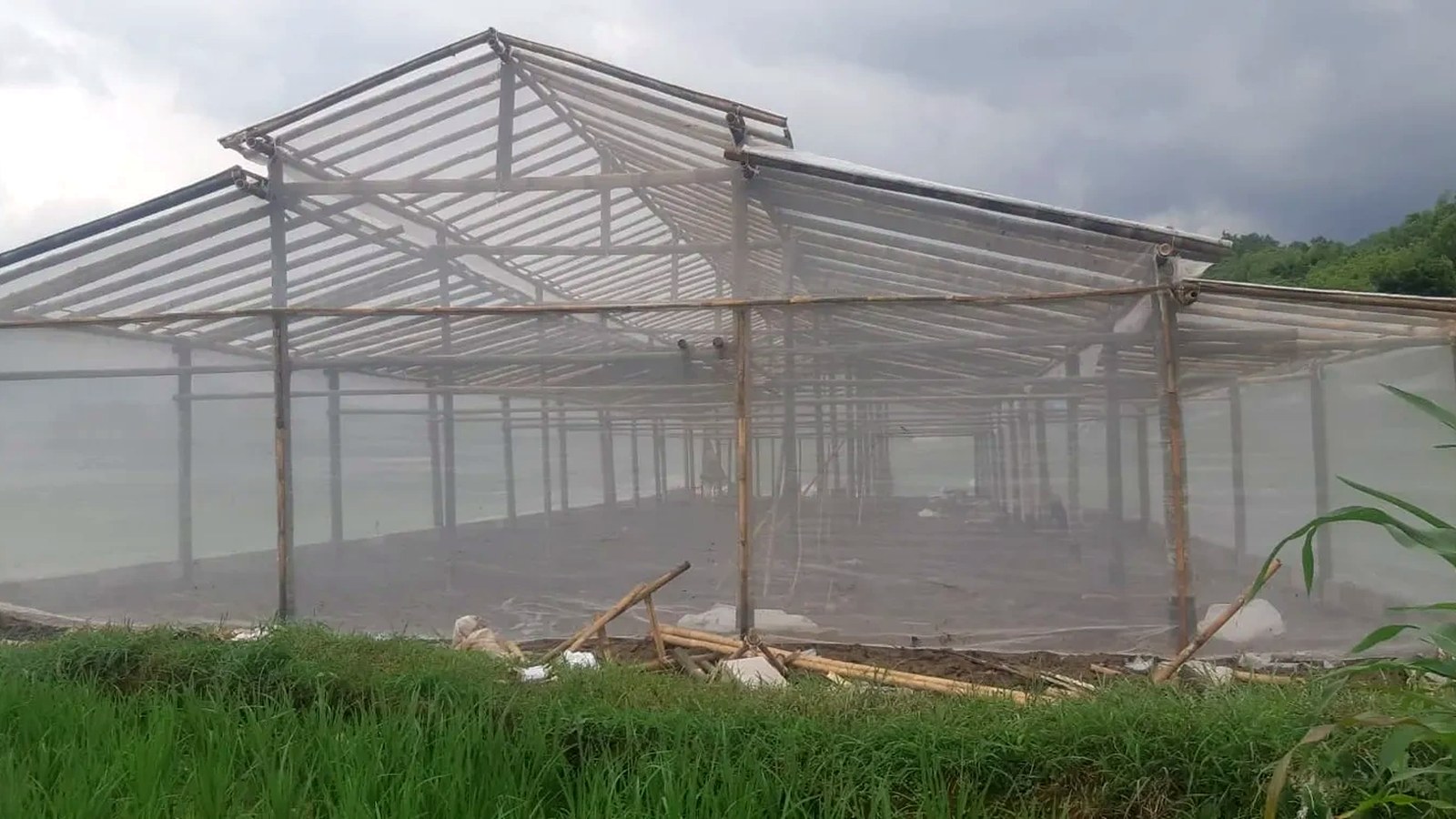 Greenhouse Rangka Bambu dan Baja Ringan Agrokomplek Cemerlang