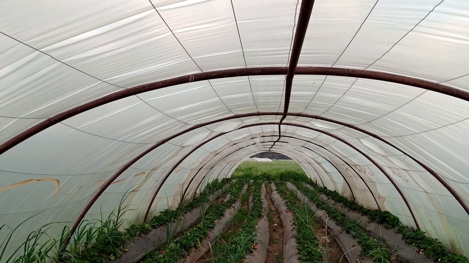 Konstruksi Tunnel Garam Prisma Agrokomplek Cemerlang